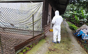 淡水土雞場確診H5N2禽流感！防檢局：已撲殺235隻