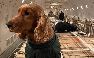 大戰一觸即發？美援烏克蘭80噸武器送抵基輔