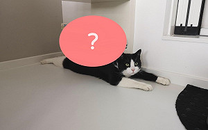 貓貓被困住？其實是「液體」在作怪