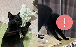 (影)黑貓見怪東西大憤怒！秒轉惡魔模式