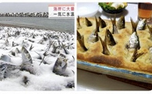 北海道沙丁魚集體暴斃被沖上岸 日網友想到這「暗黑料理」.....