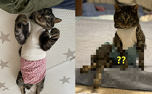 (影)貓咪兩腳交叉坐床沿！網笑：好撩人