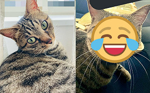 貓咪發現到醫院！目瞪口呆一臉嚇傻