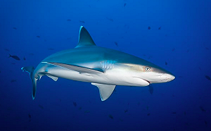 英保育團體指控台灣買賣瀕危鯊魚！漁業署：確有販售但皆合法