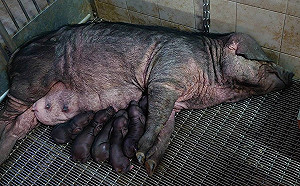 畜試所復育原生物種！桃園豬人工授精產下13頭台灣小黑豬