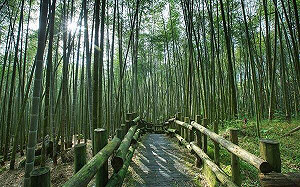 悠遊國旅方案7/15開跑！自由行住宿最高補助1300元