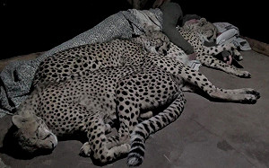 他與獵豹過夜！3隻輪流討抱互取暖