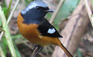 河川之生態饗宴 新北藤寮坑溝恢復三面不光