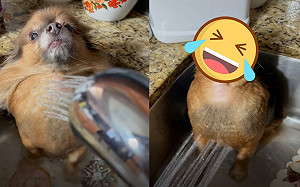 博美洗澡「變海豹」！380萬網笑翻