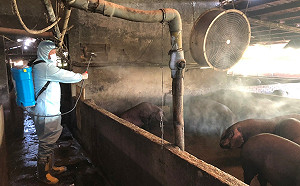 春節網購包裹要小心 新北動保處籲勿買來路不明境外肉製品