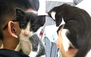 (影)小賓士貓幫把拔「窒息式理毛」