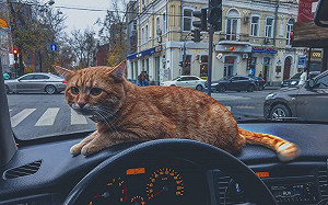 貓咪計程車供免費「摸摸茶」服務