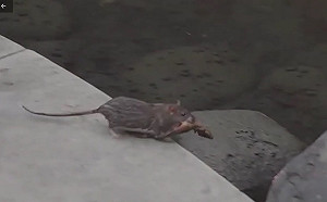 Omicron最早是由｢老鼠傳人｣? 中國最新研究：不是從Delta演化而來