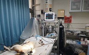 歲末年終 新北動保處為毛寶貝健康檢查