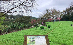 貓空櫻花魯冰花接力亮相！走春踏青賞花海超療癒