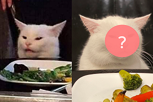 這張白貓梗圖必看！新年牠喜好依舊