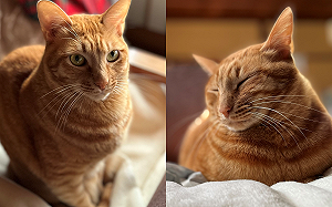 貓坐奴才腳尖！背後溫馨原因曝