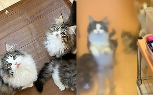 抬頭驚見餓貓來襲！狂抓玻璃討食