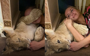 (影)幼獅肉球擋媽臉！嘴巴狂吸手指撒嬌