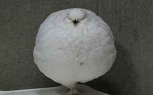 「白色大福」曝光！身分竟是國寶鳥