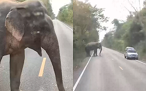 大象路邊隨機臨檢！見這物秒開心