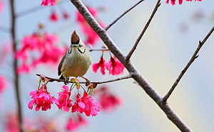 中部走春首選！4大特色森林遊樂區旅遊全攻略