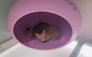 春節寵物安置不踩雷 新北動保處提供安心選擇