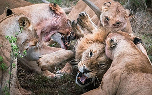 公獅搶小孩食物！慘遭母獅破蛋攻擊