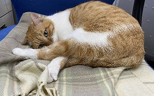 新北動保處拚黃金救援時間 農曆春節動物救援不間斷