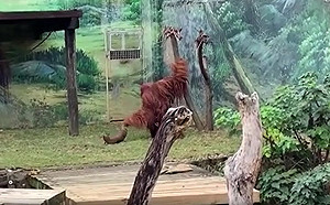 目擊猩猩霸凌山羌！ 新竹動物園：已經兩種動物分開照養