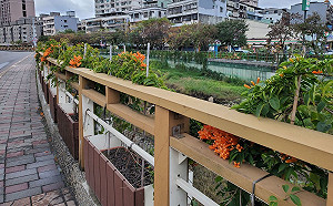 新北鴨母港溝花開及燈飾氛圍迎新春