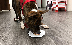 新北動保處設計美味年菜   助毛寶貝元氣滿滿過新年