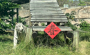 壽山動物園福獴福虎拜新年 應景春聯超討喜