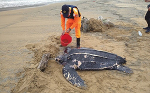 新北福隆驚見活體革龜！送海大救治
