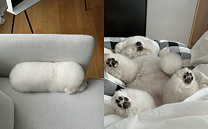 枕頭會動？抬頭才知是魅力小白狗