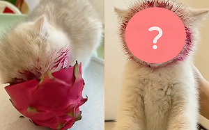 (影)小貓偷吃火龍果被抓包！抬臉笑翻人