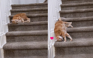 懶得走路！橘貓竟耍廢「滑下樓梯」