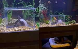 這魚缸讓貓沉浸式賞魚！就像在裡面