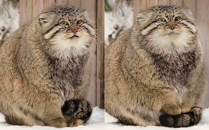 天氣冷兔猻用踩踩取暖！全網被萌翻