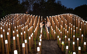 台灣燈會結合農業創作 菊花、豌豆、仿生花打造奇幻花園