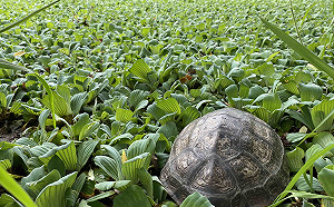 春遊新北生態秘境遇野生動物 動保處籲守三不原則