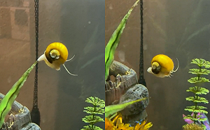 (影)蝸牛愛玩自由落體？水中爬高降落