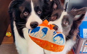 (影)邊牧兄妹討玩第1名！連體嬰式撒嬌