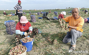 紅蔥頭價格崩跌蔥農憂血本無歸  陳亭妃籲農委會緊急協助