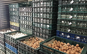 蛋荒議題年前延燒至年後！ 除夕前2日「買不到雞蛋」創高討論度