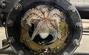 野生章魚闖海生館！網：不想努力了