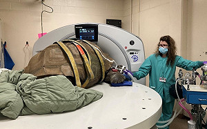 272公斤象龜照斷層！粉絲橫跨三代