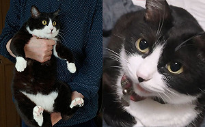 (影)問吃飯還吃點心？貓咪回應完全不同