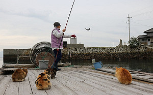 人類忙釣魚！一旁貓監工也閒不下來