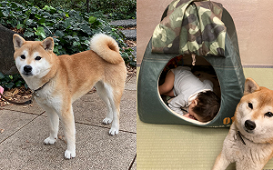 窩被小主人睡走！柴犬傻眼看飼主